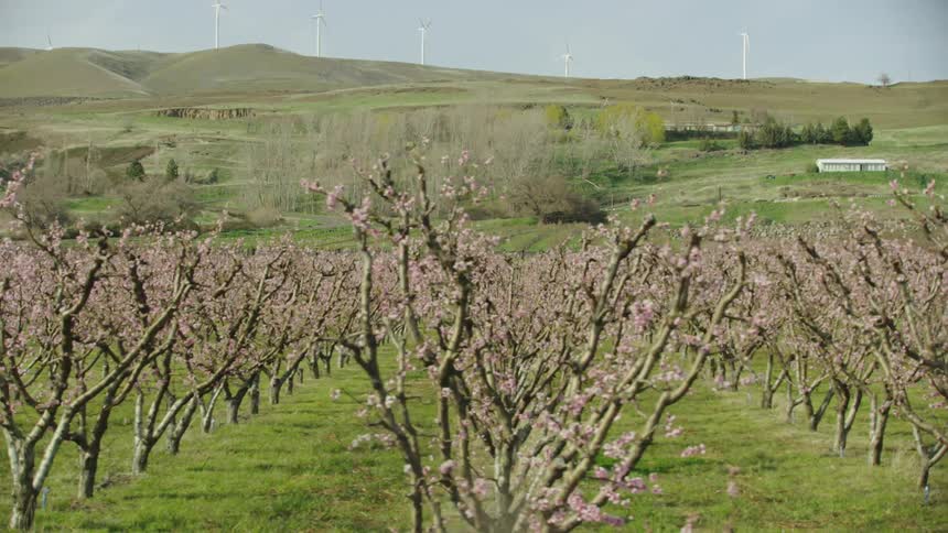 Wide shot of perfectly manicured cherry trees and green rows of grass in front of a tall hill with wind turbines spinning