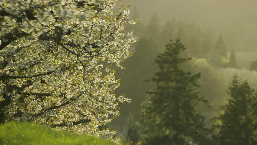 The camera dynamically rolls around beautiful spring flowering cherry trees under a stunning golden spring sun