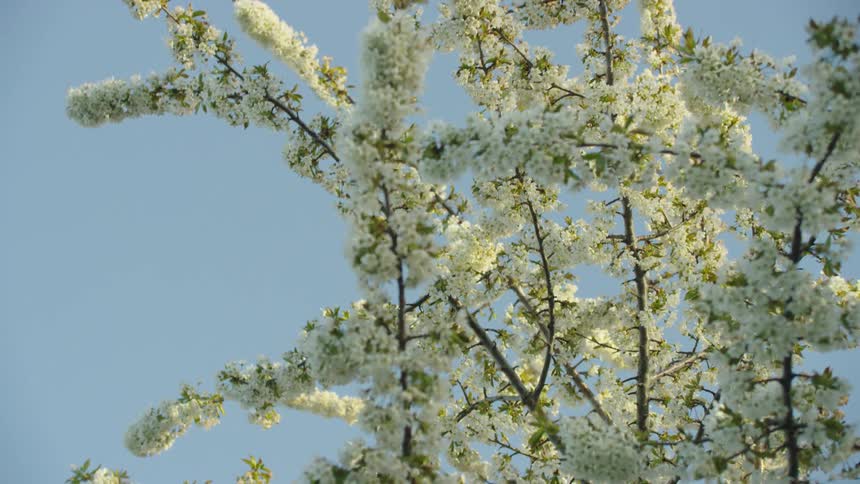 Flower blossoms on tree branches