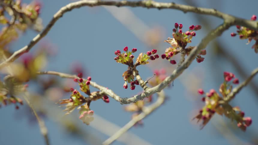 Pink cherry blossoms glisten and bounce in the spring afternoon breeze under a blue sky