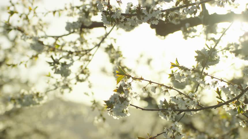Slow dynamic push in shot reveals backlit cherry blossoms in peak bloom in an orchard at the height of spring