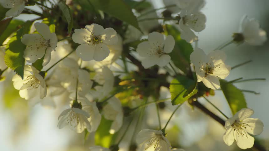 Slow pan from left to right of beautiful cherry blossoms lightly fluttering in the warm spring breeze