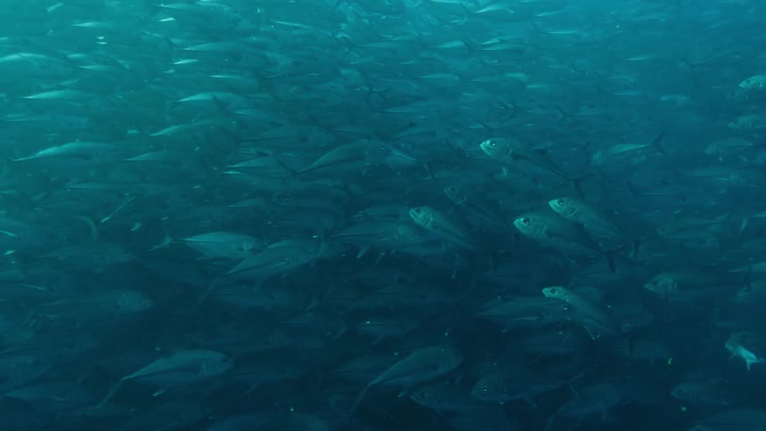 Hundreds of fish swim alongside each other in a curved movement underwater