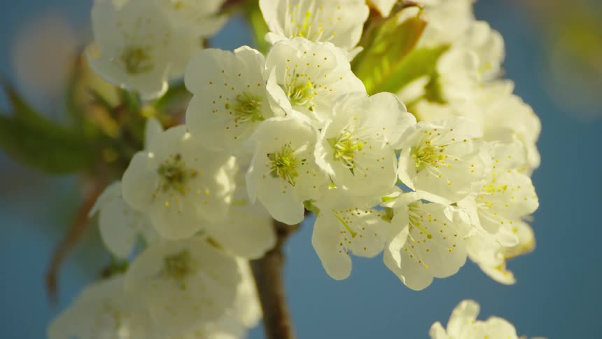 A tight rotating shot of a cluster of cherry blossoms in spring under an unlimited blue sky of hope and optimism