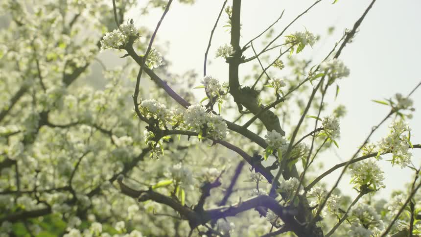 High energy rotating zoom in shot of cherry blossoms during the height of the spring bloom with cinematic lens flares in the backlit sunset sun