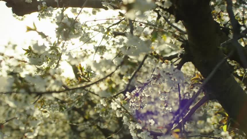 White cherry flower blossoms blooming on cherry trees and the sun shining brightly through the branches in a vast park during Spring