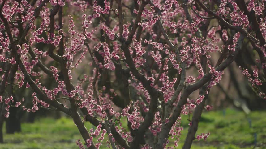 The camera rotates around hundreds if not thousands of pink in bloom cherry blossoms in spring
