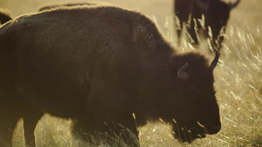 Tight shot of Bison in the American West moving left to right across the frame in early morning sunrise light