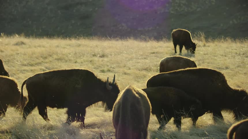A couple dozen bison walk and graze in an open field at sunset with a pleasing purple lens flare illuminating the scene