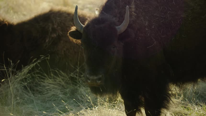 Tight shot slowly zooming out showing a large bison grazing on dried meadow grasses in beautiful morning light