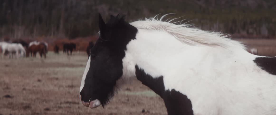 A horse standing in a field