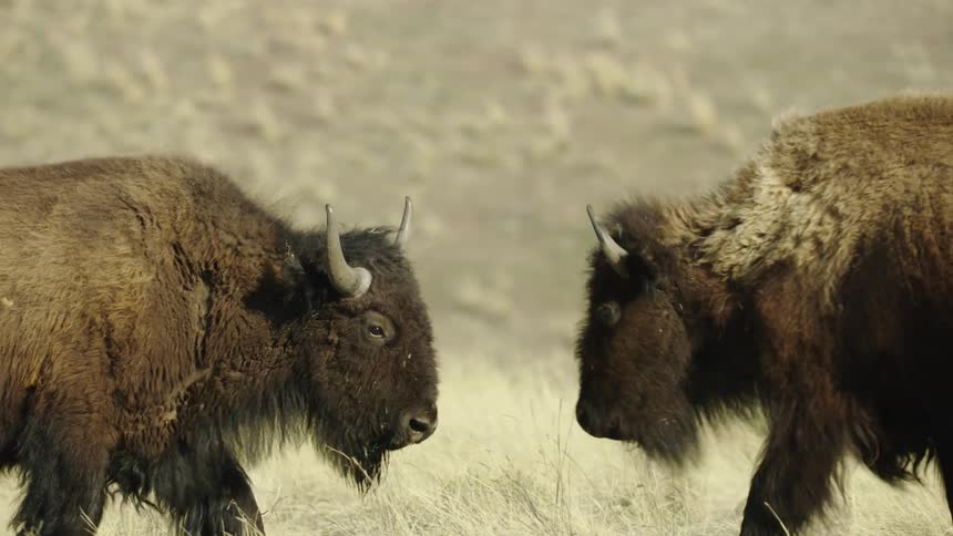 Two buffalo bison locking horns and fighting in a grassy meadow as they decide who is the bull