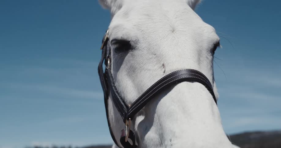 Close up of two horses in a pasture