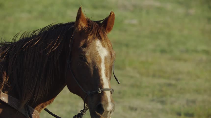 Tight shot of a horses mane blowing in the wind before the majestic animal looks at camera and then back to the setting sun
