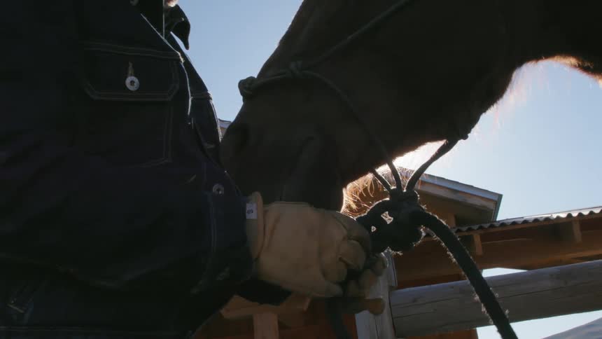 A cowboy stands beside a fenced area and ties a knot in a rope on a horse on a bison ranch