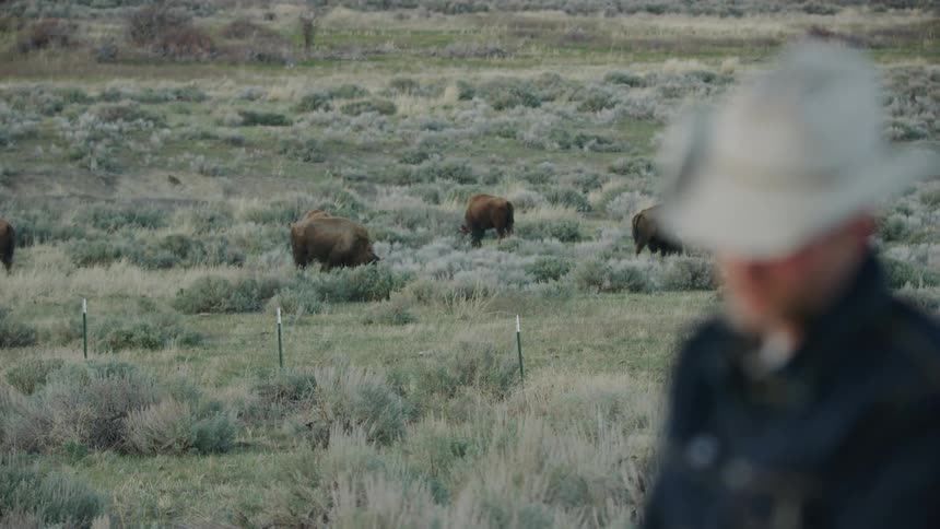 An out of focus cowboy is seen looking around at in focus Bison on a large ranch in the great wide open western USA