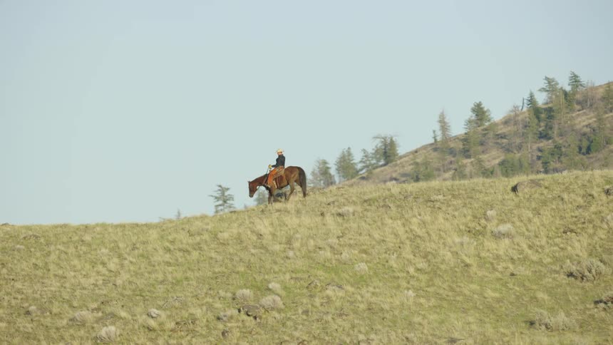 Stunning tracking shot of a Montana cowboy riding his horse along a spine ridge against a brilliant blue Montana sky