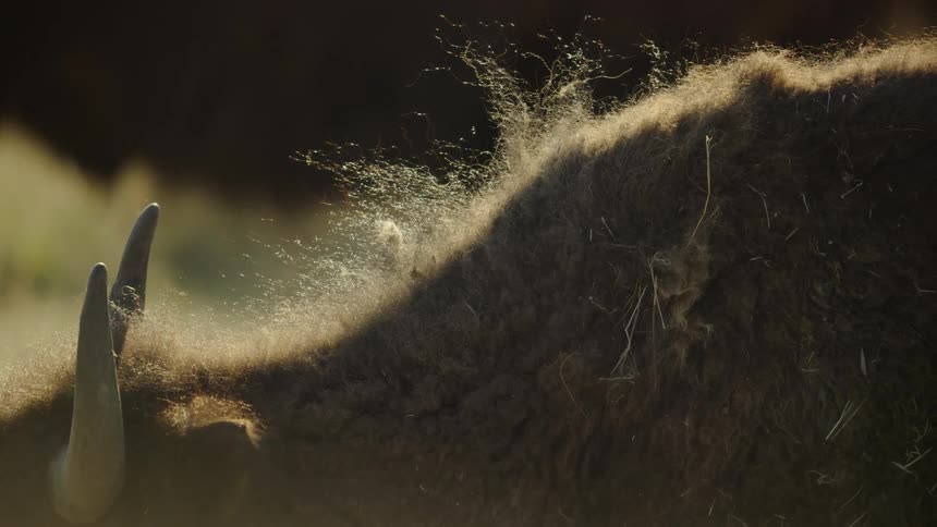 Wind blows the fur of the buffalo and bison in this slow motion detail that includes horns, dried grass and blowing fur