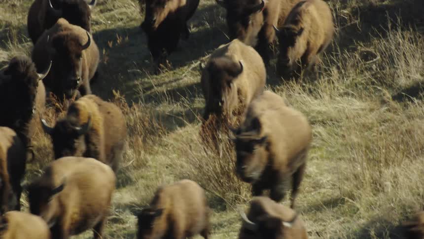 A herd of buffalos and bison stampeding towards the camera in the wild west in early morning light