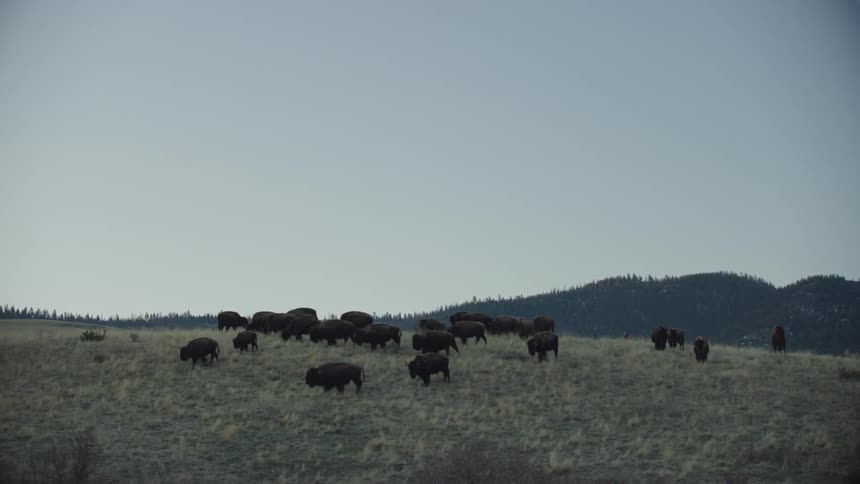 Buffalo and bison walking on a grassy field with hills the sky and clouds in the background before the sunrise in the morning