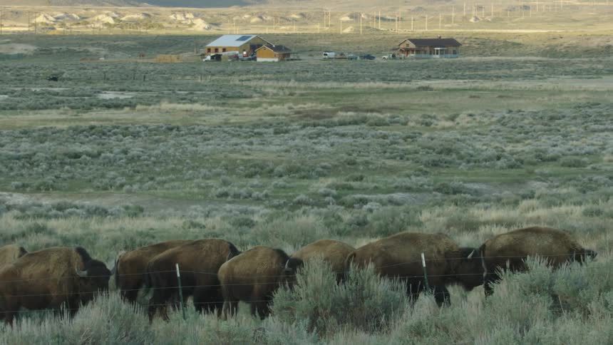 A herd of bison walking in a sage field with a buffalo ranch in the background in rural Montana