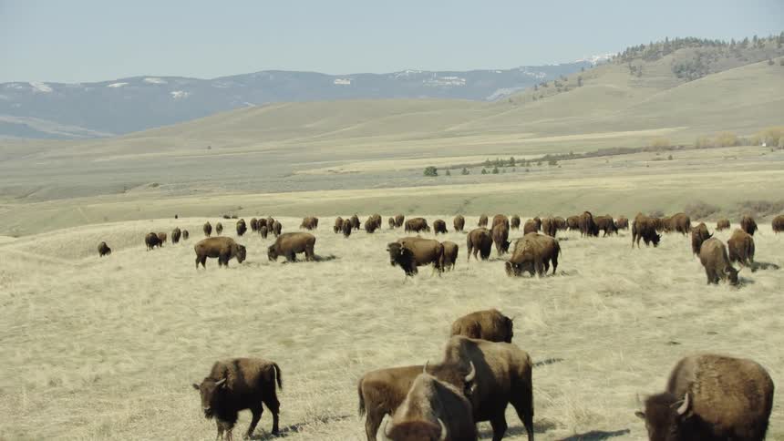 No fences or structures in sight how the west used to look with wild bison roaming free and grazing