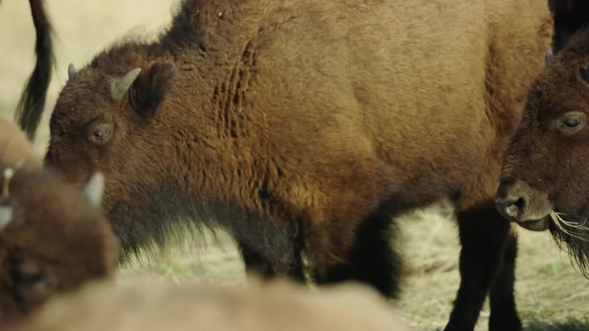 Buffalo calf walking with the herd on a pasture at morning very close to the cow in rural Montana