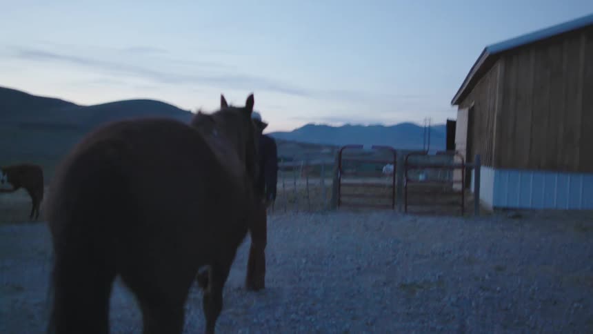 Blue hour shot of a cowboy leading his brown horse to the barn after a long day of work in rural Montana