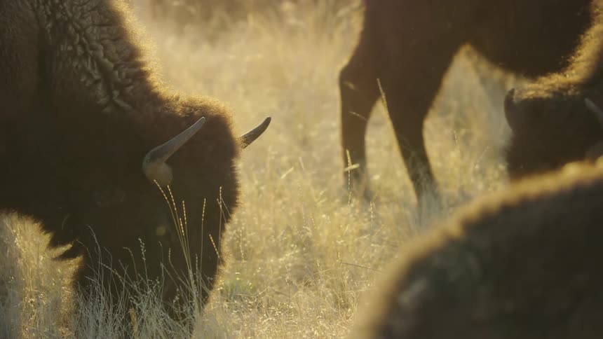 A herd of buffaloes grazing on a grassy plain in early morning light deep in the western United States