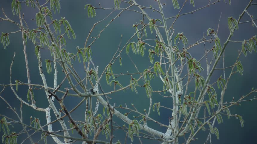 Aspen catkins ready to bloom deep on the ranch in rural Montana in the spring season