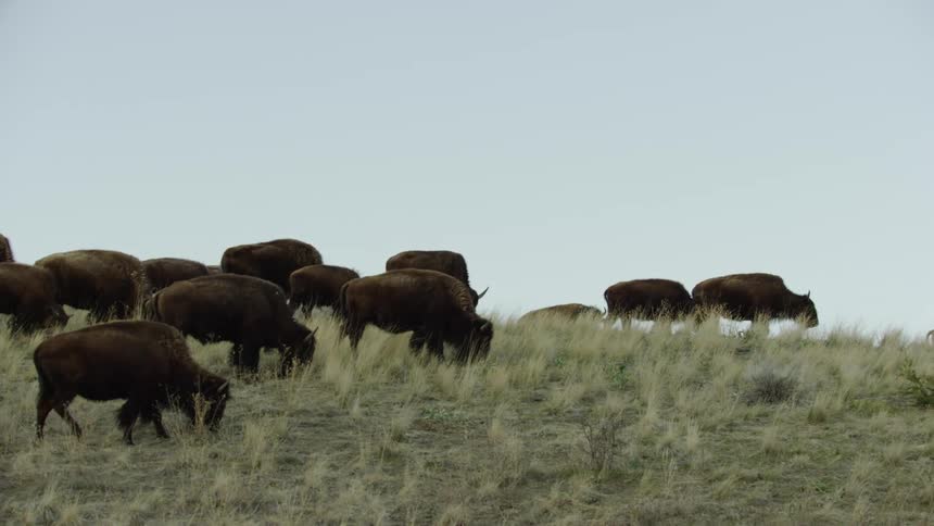 A herd of buffalo and bison walking on a grassy plain with the sky and clouds in the background deep in the west evoking a sense of nostalgia