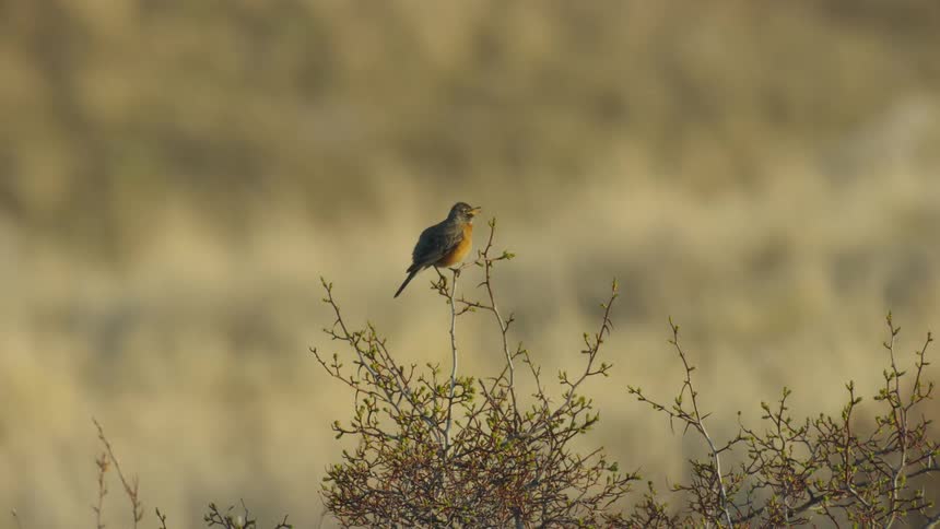 An American Robin is sitting on top of a bush as the camera dynamically rotates around it