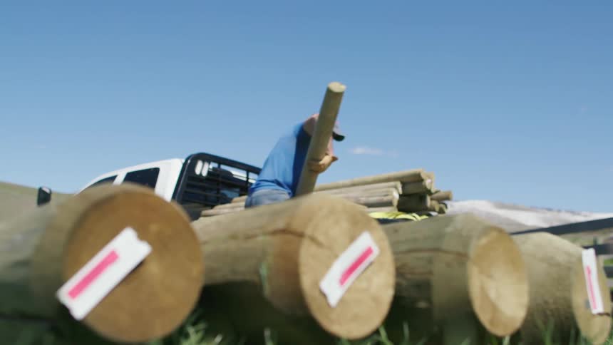 Two Montana ranchers work hard unloading fenceposts from a flatbed pickup truck under a brilliant blue Montana sky