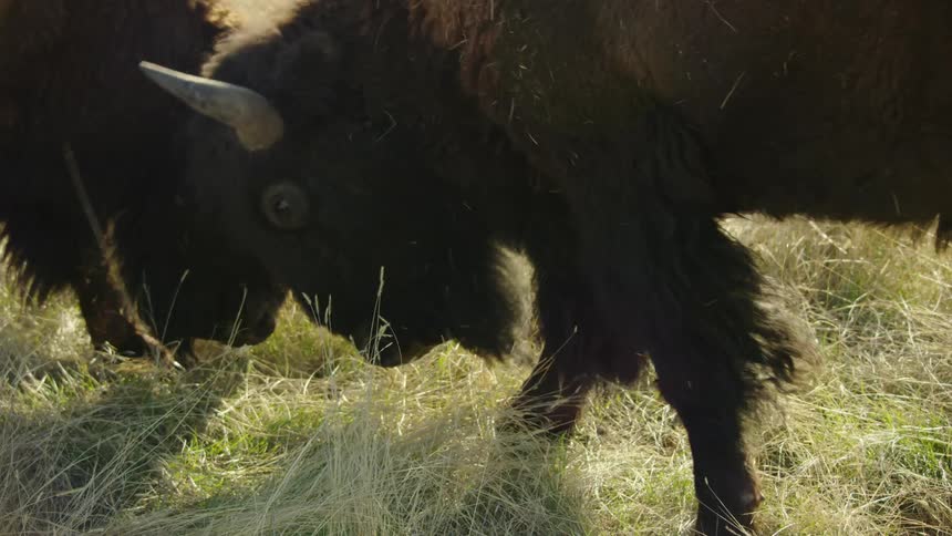 Two bison grazing in early morning light locking horns as they dispute who gets to eat what in the meadow