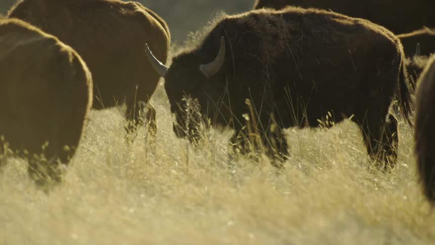 A herd of buffaloes and bison with one bull walking slowly from right to left in beautiful sunrise light