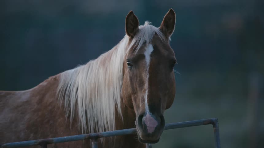 A brown and white horse on a ranch looks curiously at the camera before the sun rises early one morning