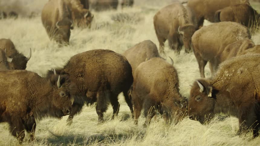 A herd of buffaloes and bison fighting and playing in the early morning light as they continue to graze