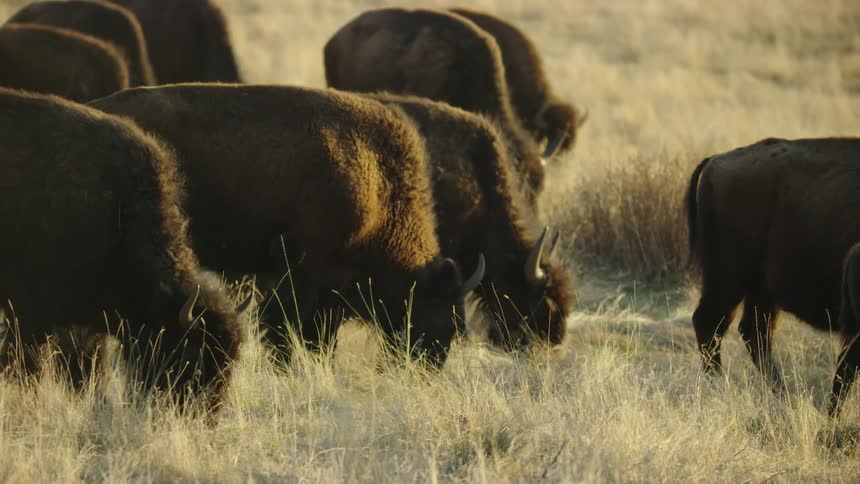 A herd of bison grazing in a meadow in beautiful sunset light at sundown on a bison ranch in Montana