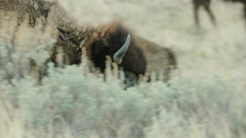 Buffalo roaming through sagebrush and wild tan grasses in the wilds of Montana