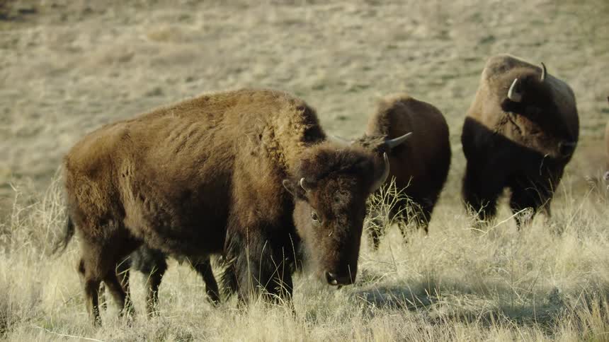 Bison grazing in a grassy prairie in the daytime as the camera moves to reveal the large herd and valley below