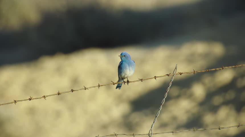 A Montana Mountain Bluebird perches on barbed wire before flying out of the frame
