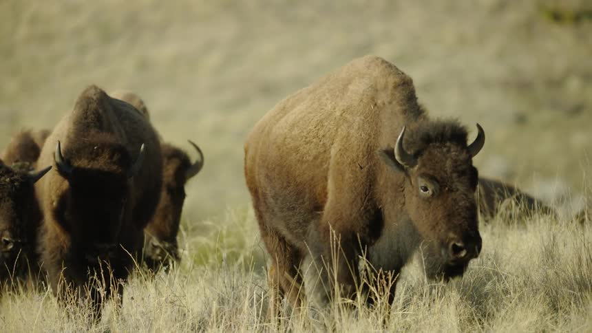 Buffalo and bison roaming in a field in rural Montana on a bison ranch deep in the hills