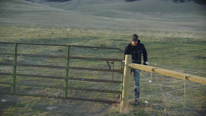 A young rancher opening a gate in rural Montana to feed a big herd of Bison who graze on grasses on the prairie