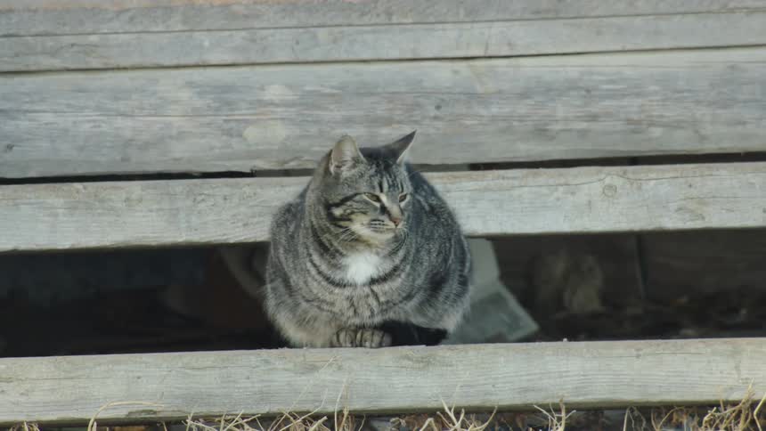 Fat barn cat sitting under a wooden fence in the countryside early one morning as everyone gets ready to work hard