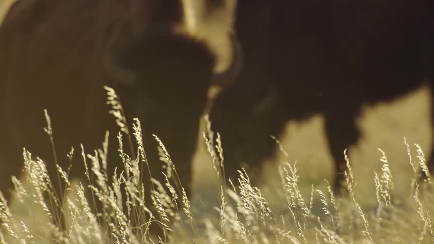 Focus change from a large bison to tan grass in the foreground early one morning as buffalo grave on meadow grass in Montana