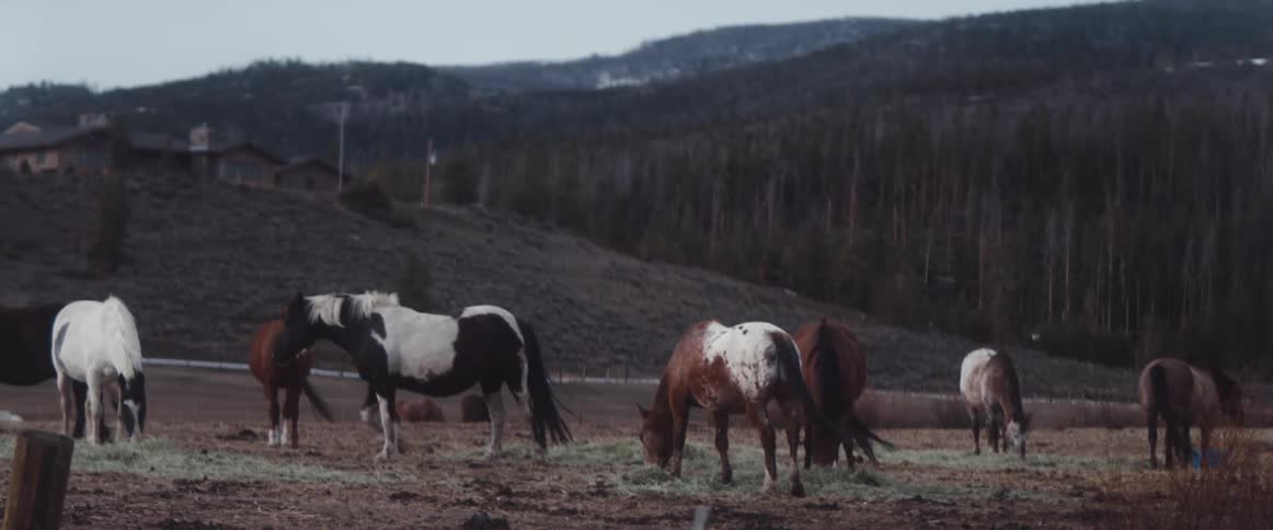 Horses pasturing on a field near the forest in the mountains