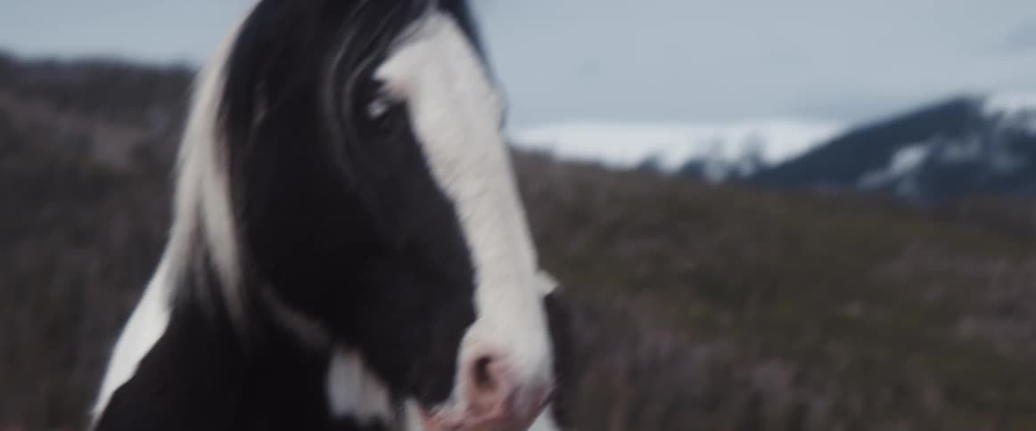 A brown and white horse outside in a pasture on a winter day