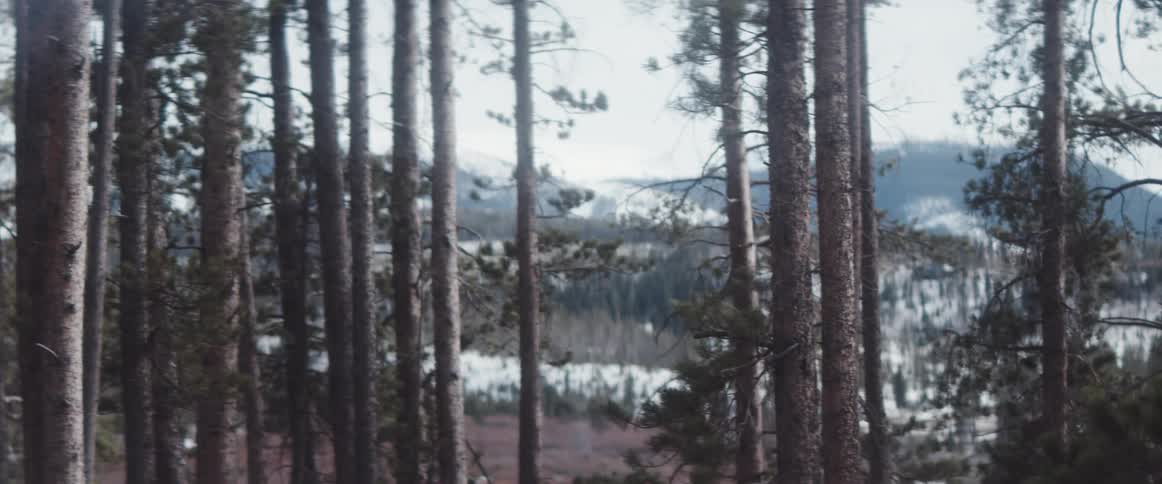 Tall trees in the woods and snow covered mountains in the distance