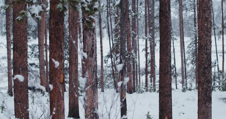 A view of a forest with snow in it