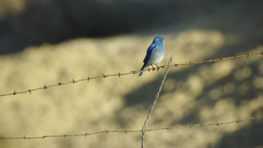 A Montana Mountain Bluebird sits on top of a barbed wire fence looking around in the early morning light before flying away